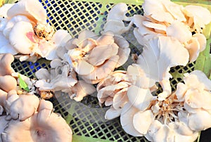 pleurotus mushroom