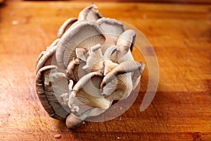 Pleurotus mushroom.