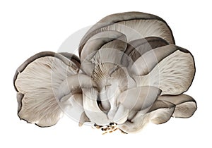 Pleurotus mushroom