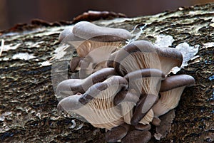 Pleurotus ostreatus