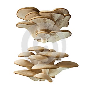 Pleurotus ostreatus