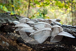 Pleurotus ostreatus