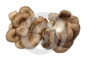 Pleurotus ostreatus, closeup brown oyster mushroom