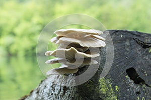 Pleurotus ostreatus cluster of edible mushrooms