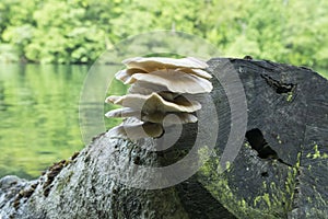 Pleurotus ostreatus cluster of edible mushrooms