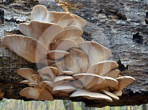 Pleurotus ostreatus mushroom