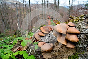 Pleurotus ostreatus mushroom