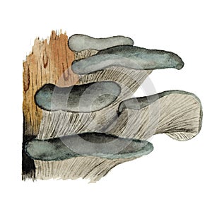 Pleurotus ostreatus mushroom group (oyster mushroom, ostreatus, hiratake) in watercolor, Pleurotus edible mushroom