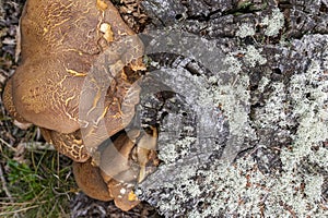 pleurotus ostreatus mushroom growing on a dead tree trunk