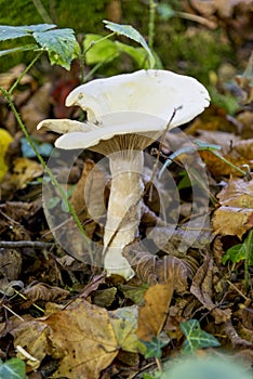 Pleurotus Ostreatus - The Oyster Mushroom