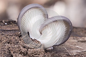 Pleurotus ostreatus Oyster mushroom delicious fungus growing wild on decaying logs ash gray above creamy white in blades and