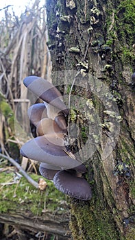 Pleurotus ostreatus, the oyster mushroom, oyster fungus, or hiratake