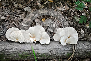 Pleurotus ostreatus oyster mushroom, oyster fungus, hiratake mushrooms growing wild on tree, gray blurry leaves background