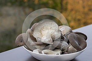 Pleurotus ostreatus oyster mushroom on white plate, edible and healthy gray white gilled hiratake fungus, healthy raw ingredient