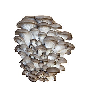 Pleurotus oyster