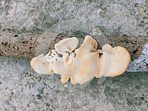 Pleurotus pulmonarius, commonly known as the Indian Oyster, Italian Oyster, Phoenix Mushroom