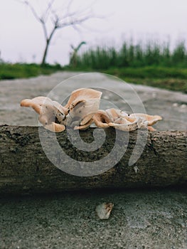 Pleurotus pulmonarius, commonly known as the Indian Oyster, Italian Oyster, Phoenix Mushroom
