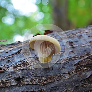Pleurotus pulmonarius mushroom