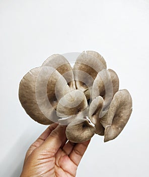 Pleurotus pulmonarius or Phoenix mushroom or Indian Oyster tropical mushroom for healthy food menu. Organic plants concept.