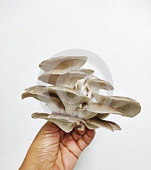 Pleurotus pulmonarius or Phoenix mushroom or Indian Oyster tropical mushroom for healthy food menu. Organic plants concept.