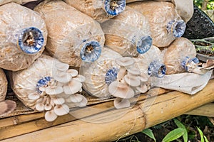 Pleurotus sajor-caju mushroom grow up in a farm