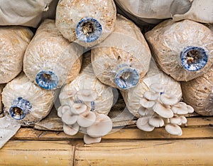 Pleurotus sajor-caju mushroom grow up in a farm photo