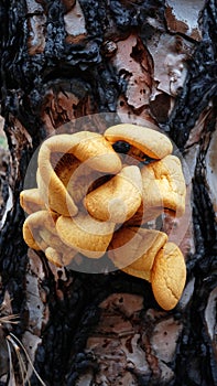 Pleurotus sp or orange grilled mushroom growing on trunk of a coniferous tree at high altitude