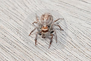 Plexippus paykulli female spider walking on a wooden floor on a sunny day