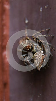 plexippus paykulli species of cannibalistic jumping spider