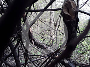 plexus of branches in a forest hut.  a glance from ambush