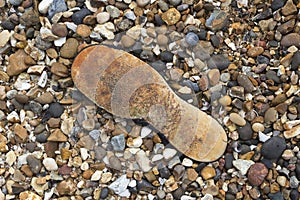 Plimsoll buried in pebbles on the beach photo