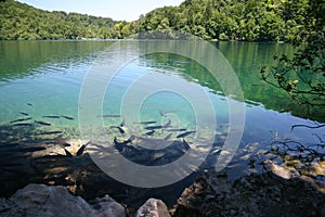 Plitvice lake fishes