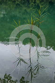 Plitvice Lakes National Park, lake, aquatic plants, forest, green, environment, mountain, nature reserve, Croatia, Europe