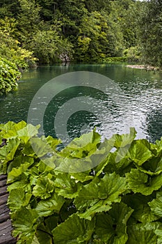 Plitvice Lakes National Park, lake, aquatic plants, forest, green, environment, mountain, nature reserve, Croatia, Europe