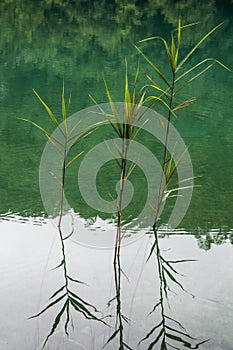 Plitvice Lakes National Park, lake, aquatic plants, forest, green, environment, mountain, nature reserve, Croatia, Europe