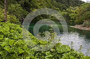 Plitvice Lakes National Park, lake, aquatic plants, forest, green, environment, mountain, nature reserve, Croatia, Europe