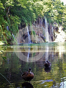 Plitvice lakes, waterfall and ducks