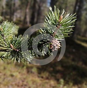 Plne Cone on a tree branch