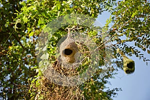 Ploceus birdâ€™s nest hanging on tree