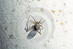 Plock, Poland - August 12, 2021. One of the thousends Araneus diadematus spider living on the pier above Vistula river