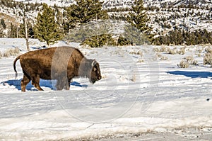 Plodding Through the Snow