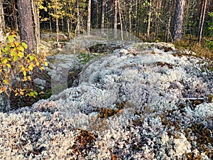 Plot in the forest, covered with silver moss