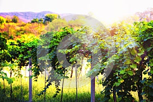 Plot for growing grapes