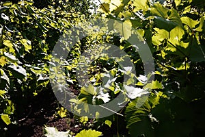 Plot for growing grapes. Sunlight illuminates the leaves. Details and close-up.