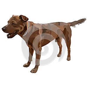 Plott Hound