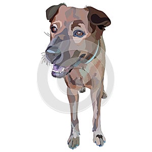 Plott Hound