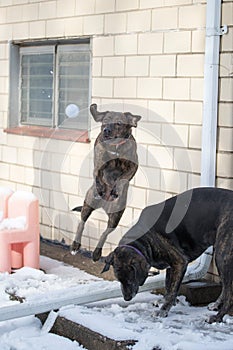 Plott hound catching snowball photo