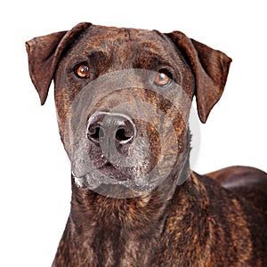 Plott Hound Crossbreed Close-up