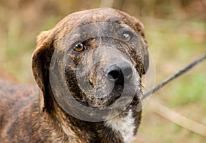 Plott Hound mixed breed dog photo