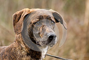 Plott Hound mixed breed dog photo